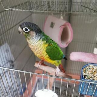 ワキコガネイロウロコインコの繁殖ペアと手乗り崩れオス − 神奈川県