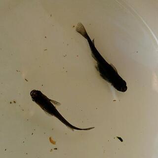 ●販売お休みします●   メダカの卵 (！画像は親です！)