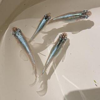 ●販売お休みします●   メダカの卵 (！画像は親です！)の画像