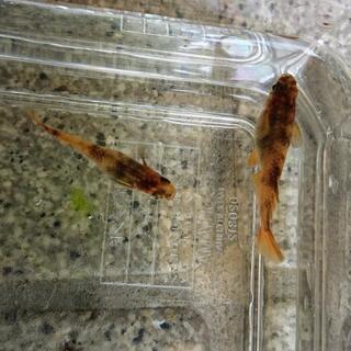 ●販売お休みします●   メダカの卵 (！画像は親です！)の画像