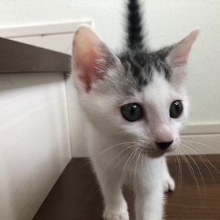 里親募集❗️