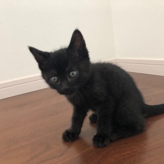 生後1ヶ月半の黒猫くん