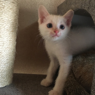 子猫里親決まりました！