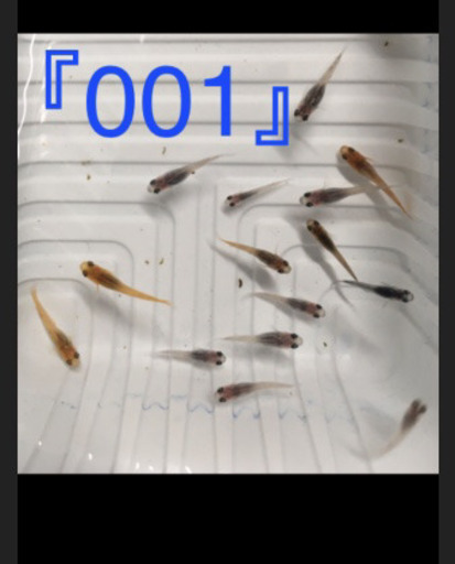 メダカ稚魚10 匹　