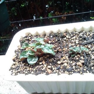商談中!ガーデンシクラメン　種で増えたので白い植木鉢のお値段でどうぞの画像