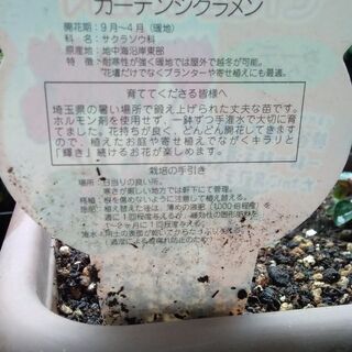 商談中!ガーデンシクラメン　種で増えたので白い植木鉢のお値段でどうぞの画像
