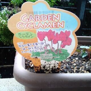 商談中!ガーデンシクラメン　種で増えたので白い植木鉢のお値段でどうぞの画像