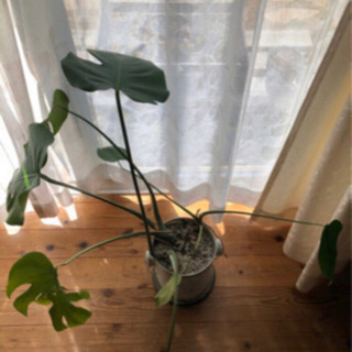 観葉植物モンステラ　