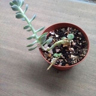 多肉植物の白牡丹　どうぞの画像
