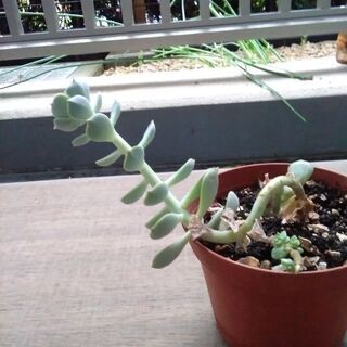 多肉植物の白牡丹　どうぞの画像