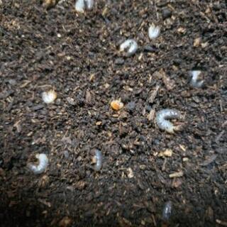 取引中！カブトムシ幼虫セット　なんと、20匹以上！