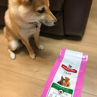 ドッグフード