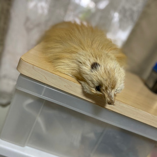 値下げします‼️本物です‼️来冬使って下さい、あったかいですよ😊...