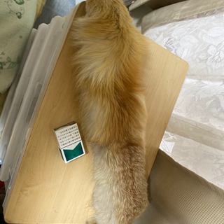 値下げします‼️本物です‼️来冬使って下さい、あったかいですよ😊マフラーです👍の画像