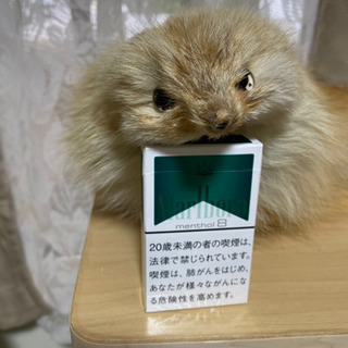 値下げします‼️本物です‼️来冬使って下さい、あったかいですよ😊マフラーです👍の画像