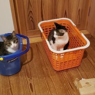 メス猫、一才、里親募集(=ﾟωﾟ=)