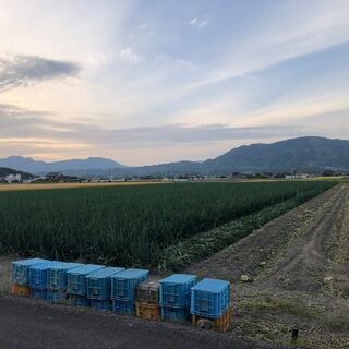 本日入荷　白石産新たまねぎ　大玉10キロ