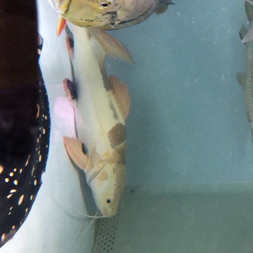 プラチナレッドテールキャット約70センチ