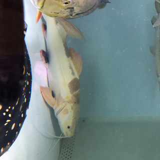 プラチナレッドテールキャット約70センチ