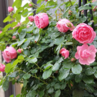 期間限定！ガーデンコーディネーターがお伝えするバラ🌹の挿木について