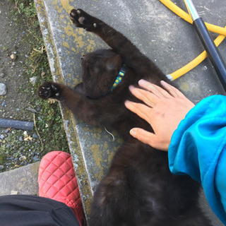 【里親さん決まりました】甘えん坊！生後6か月黒猫♂ 里親募集！