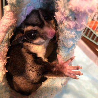 フクロモモンガ