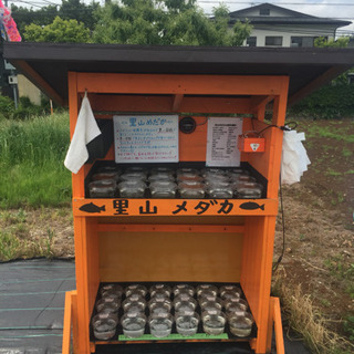 里山めだか メダカ エビ ミジンコ無人販売所 深海 白天晴（体内...