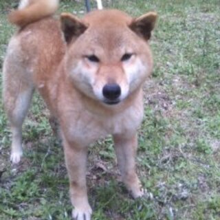 3歳の柴犬の女の子です。