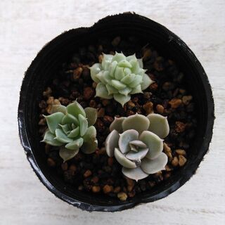 売り切れました　多肉植物　小苗　3個①の画像