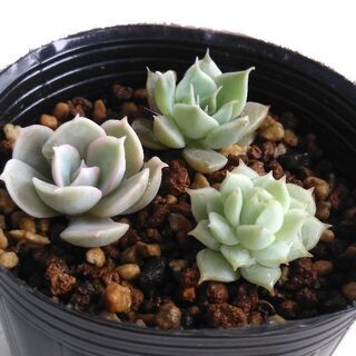 売り切れました　多肉植物　小苗　3個①の画像