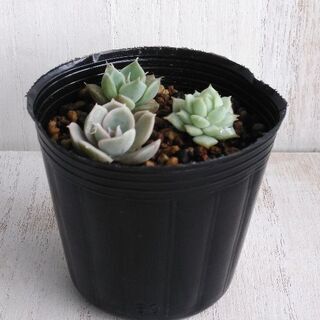 売り切れました　多肉植物　小苗　3個①の画像