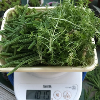 多肉植物🌵たっぷり若緑と万年草