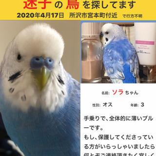 インコが迷い子になっております