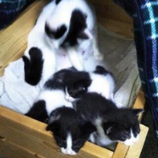 子猫の里親募集します