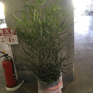 観葉植物　アラレアグリーンエレガント