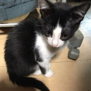 更新:3/2生まれ、子猫1匹