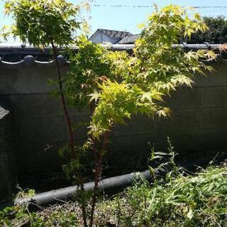 草刈りや剪定お困りの方いませんか？