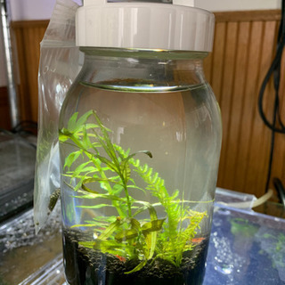 アクアボトル飼育セット(水草•レッドファイヤーシュリンプ•ラムズ...