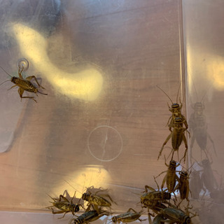 ヨーロッパイエコオロギ 50匹 500円の画像