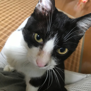 猫の里親募集します。