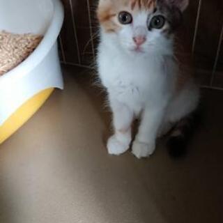 【一旦受付中止します】三毛猫 女の子 ２ヶ月