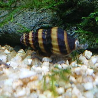 キラースネール(アクアリウム 水槽 熱帯魚 水草)