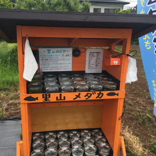 里山めだか メダカ無人販売所 青みゆきフルボディ 白ラメ 紅白ラ...