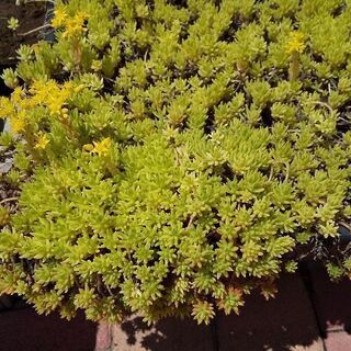 セダム  ゴールドビューティー  多肉植物 グラウンドカバー   