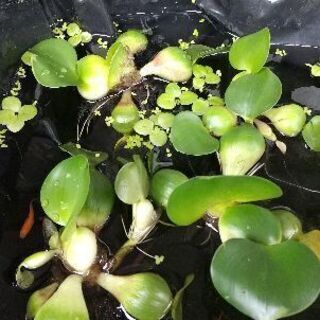 ２４日まで！！ホテイ草１０株