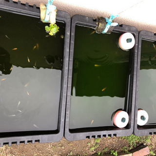 雑メダカ　交換しませんか