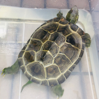 クサガメ　オス　甲長約21センチ