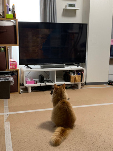 【値引きしました】DOSHISHA 液晶ディスプレイ　49インチ　4K対応【受付中】