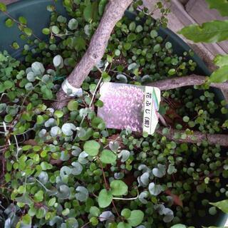 （値下げ中!!）花ふじ　植木　苗木の画像