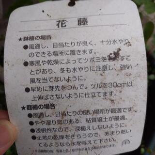 （値下げ中!!）花ふじ　植木　苗木の画像